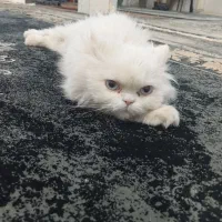 گربه پرشین|گربه|گناباد, |دیوار