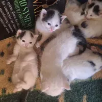 توله گربه