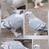 کبوتر ساتن گمشده|پرنده|شاهین‌شهر, شهرک گلدیس|دیوار