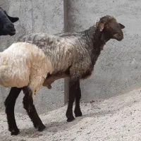 قوچ دو ساله تخمی