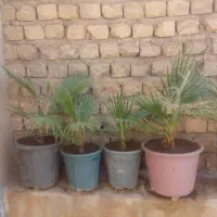 فروش ۵ عدد نخل پالم واشنگتن
