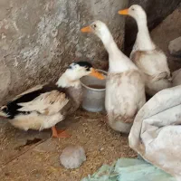 چهار تا اوردک سالم تخم میزارن