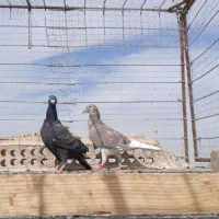 سه عدد کبوتر نر سالم