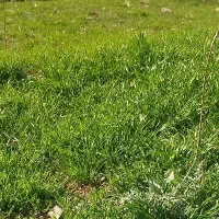 شاگرد کناف هستم