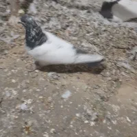 پرشی|پرنده|گل تپه, |دیوار