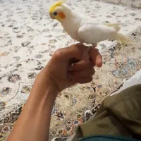 عروس هلندی اواز خون