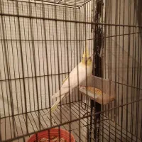 لوتینو دوکت با 4تا تخم نطفه دار