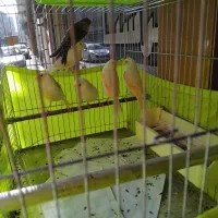 قناری نر و ماده|پرنده|آمل, |دیوار