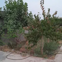 فروش-زمین-زراعی-برای-باغچه