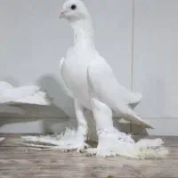 لوتی رنگی ۴عدد