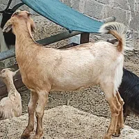 فروش بز و کهره و بره و بوقلمون
