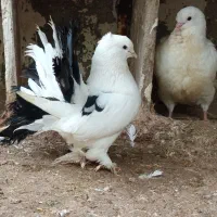 کبوتردم چطری