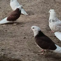 شازده
