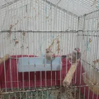 یک جفت فنچ نرکسی. شکلاتی.