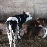 فروش گوساله سمینتال|حیوانات مزرعه|بستان آباد, |دیوار