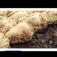 چغندر برای دام یا ملحم حدودا 7 تن