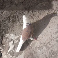 کبوترگلی|حیوانات|قم, آزادگان|دیوار