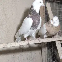 کبوتر طوقی|پرنده|همدان, |دیوار