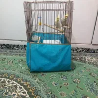 عروس هلندی
