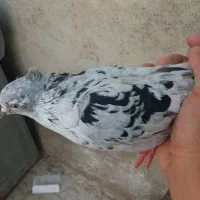 کوهی دم سفید ماده|پرنده|اهواز, کوی ملی راه|دیوار