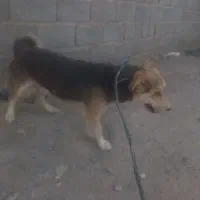 سگ خارجی پا کوتاه|سگ|ماهان, |دیوار