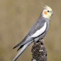 گمشده