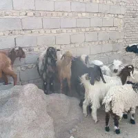 حیوانات