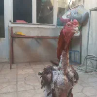 خروس لاری سالم سرحال
