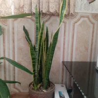 گل طبیعی بزرگ|گل و گیاه طبیعی|سبزوار, شرق کال شمالی|دیوار