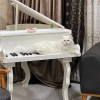 گربه ی سلطنتی(پرشین)