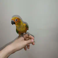 طوطی خورشیدی سان کانور