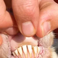 میش آبستن صابونی دوقلو زا|حیوانات مزرعه|قزوین, |دیوار