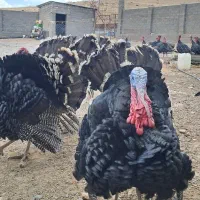 فروش بوقلمون محلی|حیوانات مزرعه|شاهین دژ, |دیوار