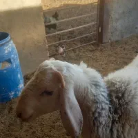 یک بره قوچ ۱۰ماهه|حیوانات مزرعه|کاشان, دشت لتحر|دیوار