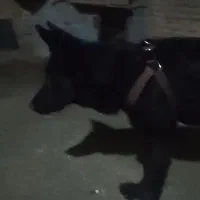 توله نر ژرمن بلک دم روباهی موبلند