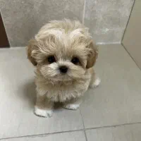 هاپو پاکوتاه