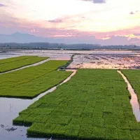 نشا(توم) مکانیزه هاشمی و جمشید