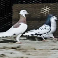 کفتر