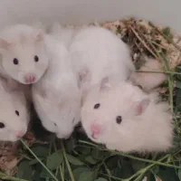 همستر|موش و خرگوش|بهبهان, |دیوار