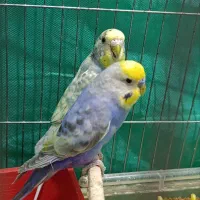 مرغ عشق رینبو