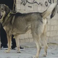 با سلام دوستان یک سگ خوب