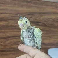 عروس و کوتوله|پرنده|مشهد, توس (بلوار توس)|دیوار