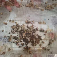 جوجه حلزون 14 روزه