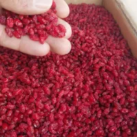 زرشک پفکی درجه یک