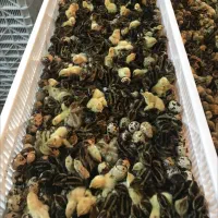 تخم نطفه دار بلدرچین با هچ ۸۵ تا ۹۰ درصد ضمانتی|حیوانات مزرعه|مشهد, ایمان|دیوار