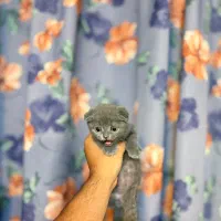 اسکاتیش بلو