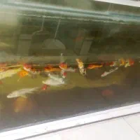 اکواریوم ۲ متر