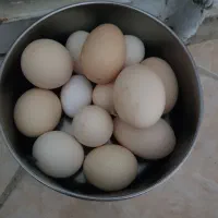 فروش تخم کوشین