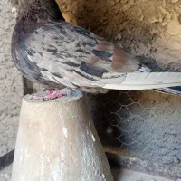 باسلام خدمت دوستان عزیز 50عدد کفتر سوسکی کله دمبی