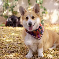 ولش کورگی|سگ|تهران, پردیسان|دیوار